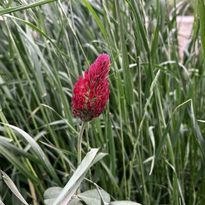 IMG_7453.jpeg
