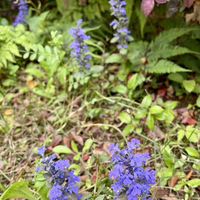 IMG_3085.jpeg