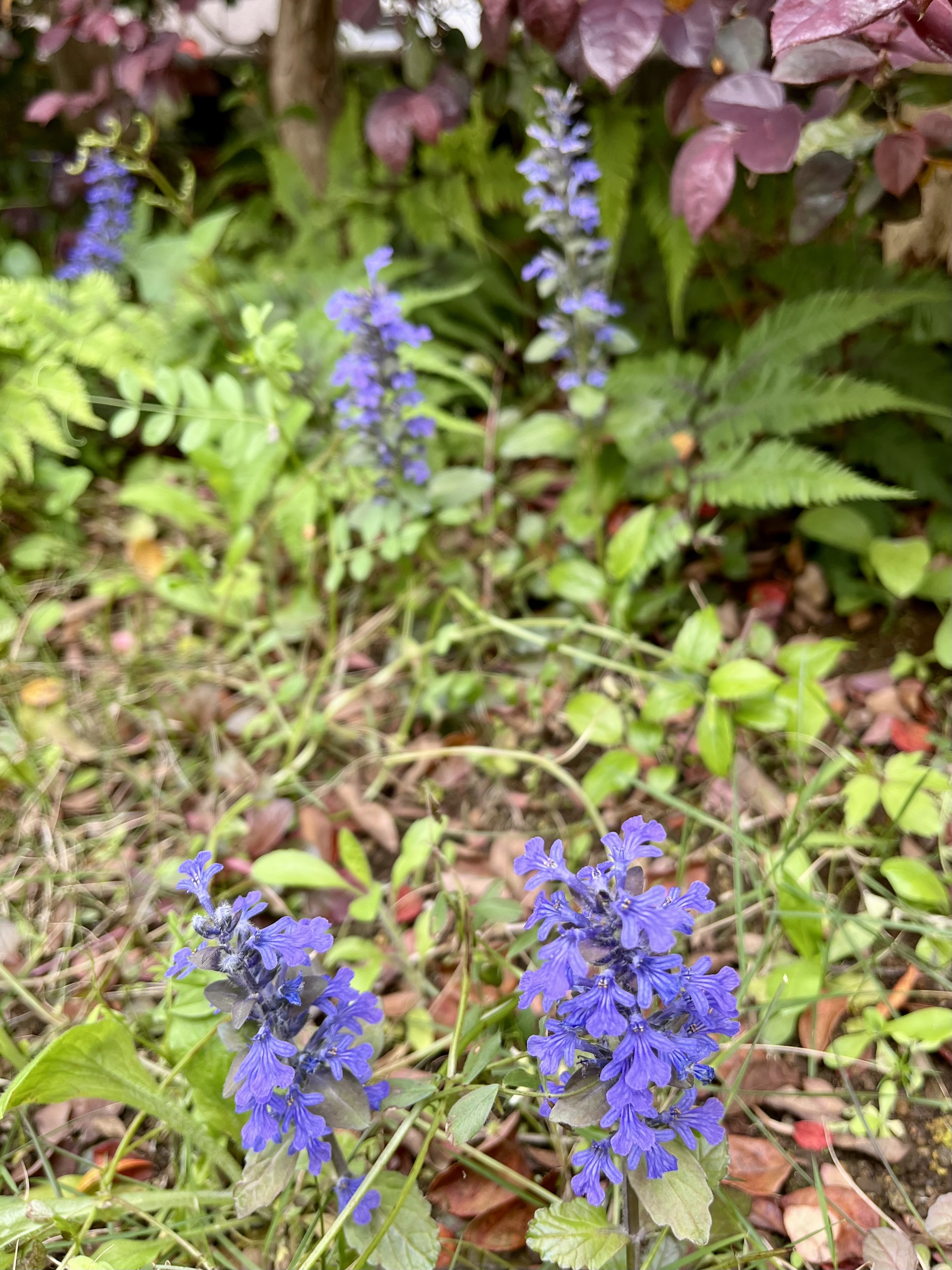 IMG_3085.jpeg