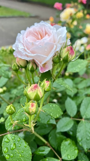IMG_1918.jpeg