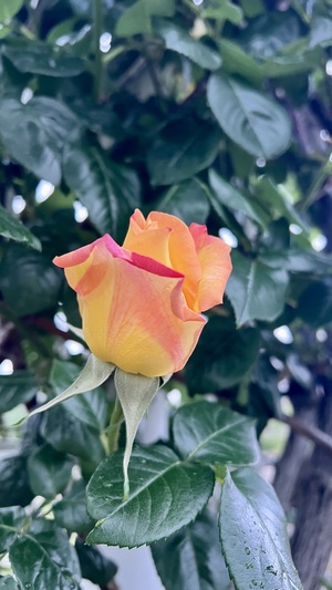IMG_1894.jpeg
