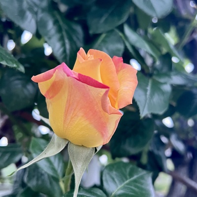 IMG_1894.jpeg