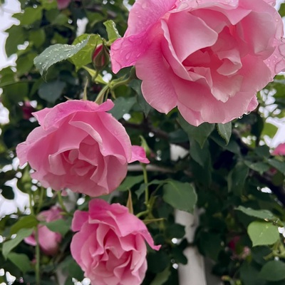 IMG_1872.jpeg