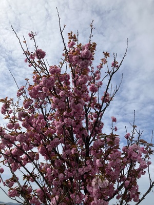 IMG_0735.jpeg