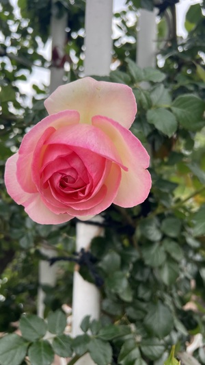 IMG_2073.jpeg