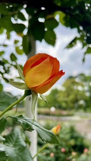 IMG_2072.jpeg