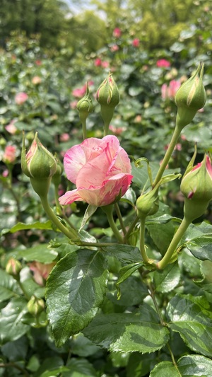 IMG_2038.jpeg