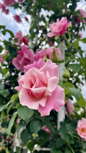 IMG_2003.jpeg