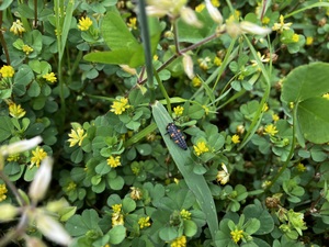IMG_7487.jpeg