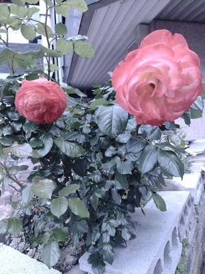 IMG_20260425_120216440.jpg