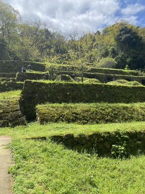 IMG_3317.jpeg