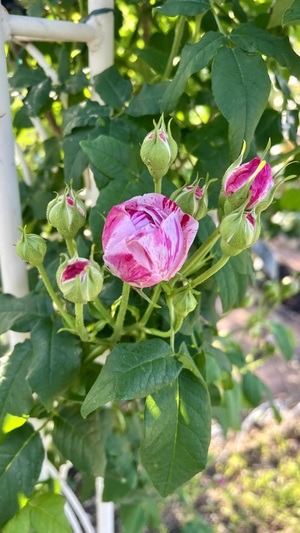 IMG_2380.jpeg