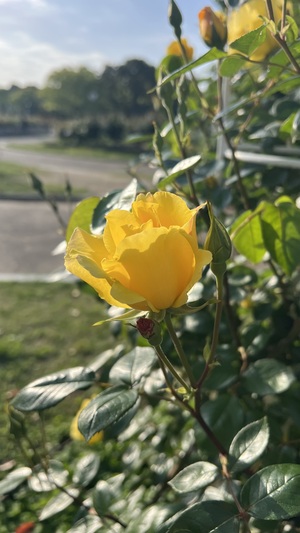 IMG_2340.jpeg