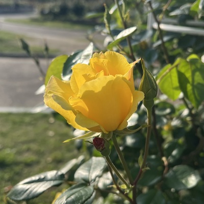 IMG_2340.jpeg