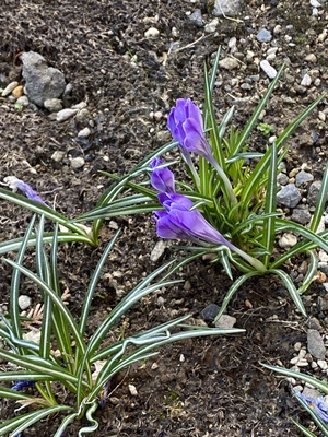 IMG_2164.jpeg