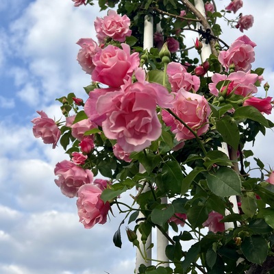 IMG_2211.jpeg