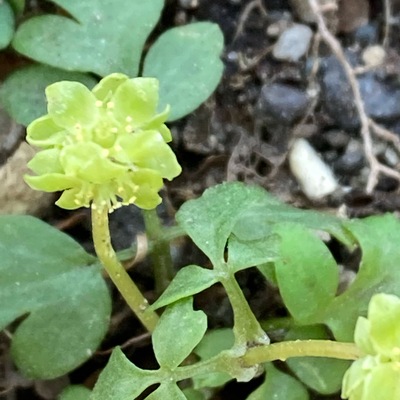 IMG_1671_Original.jpeg