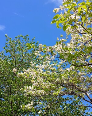 IMG_20260426_092629801_HDR_2.jpg