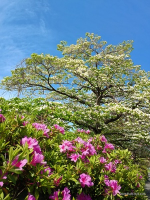 IMG_20260426_094550040_HDR.jpg