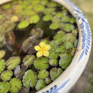 IMG_3111.jpeg