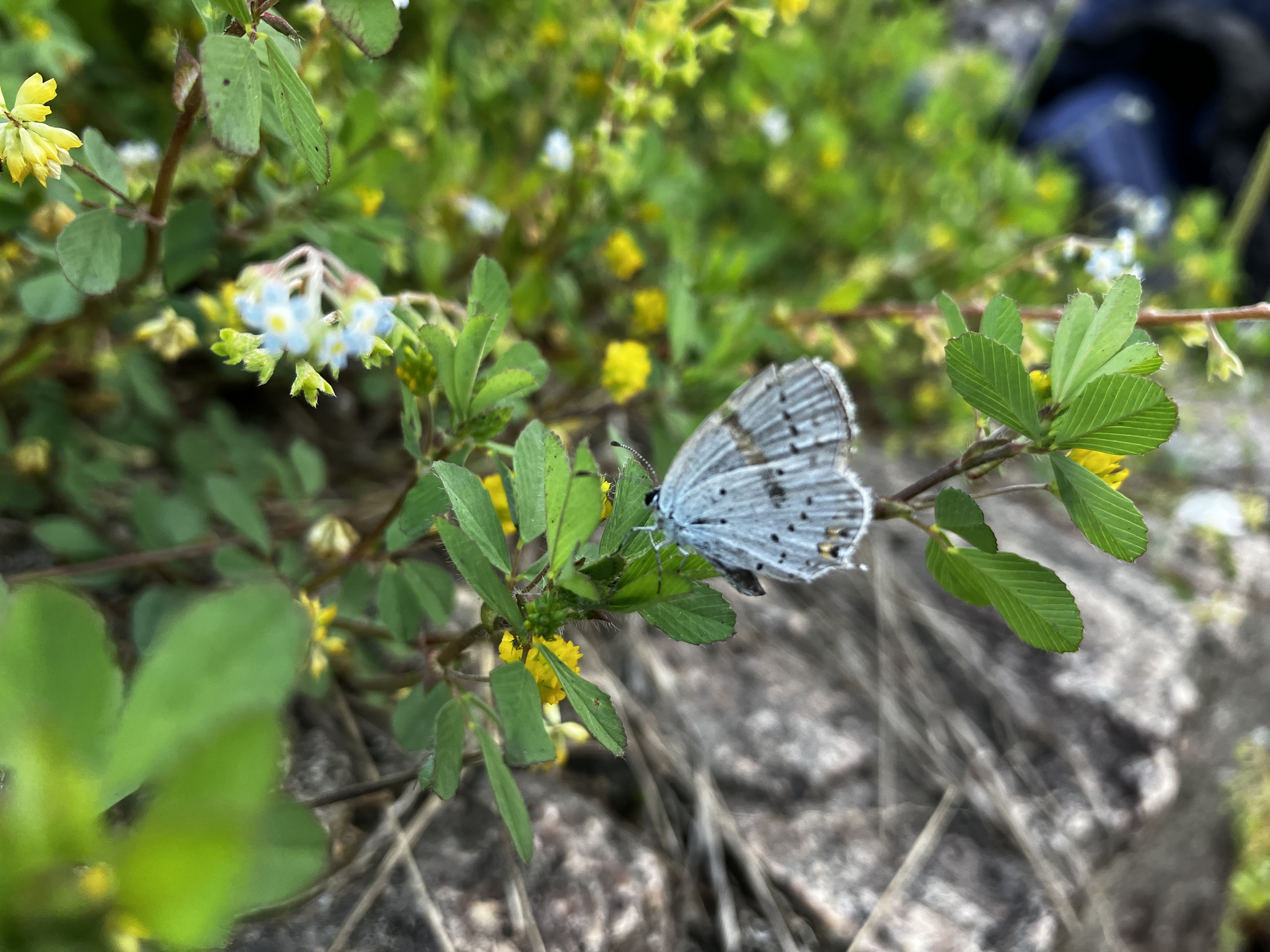 IMG_7504.jpeg