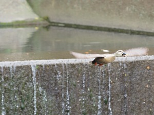 カル飛ぶ_(4).jpg