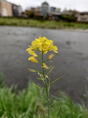 20260422_130724.JPG
