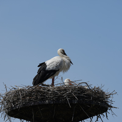 IMG_4258.jpeg
