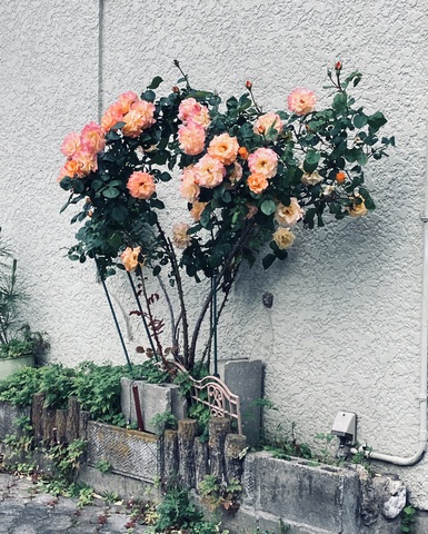 IMG_3379.jpeg