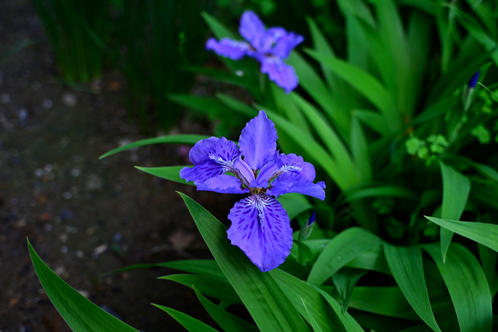 DSC_1034_01.jpg