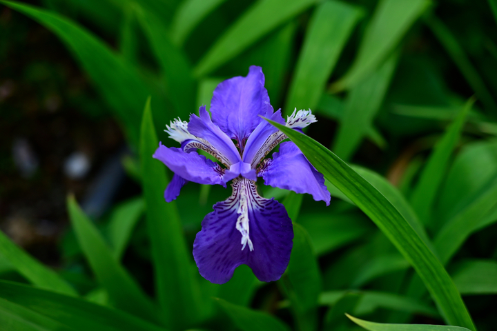 DSC_1043_01.jpg