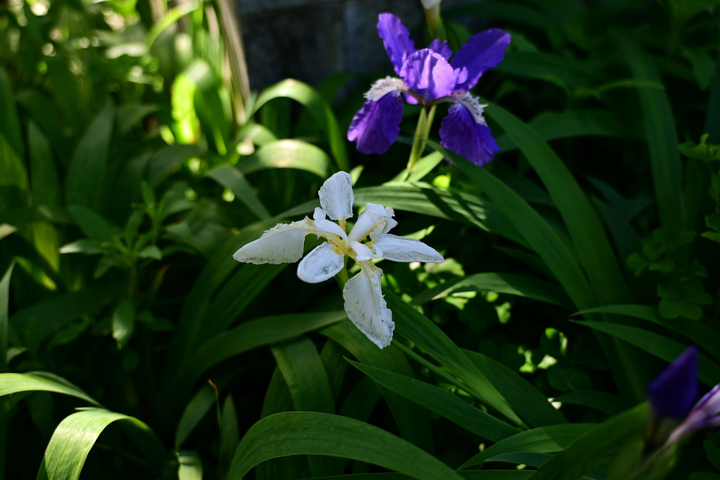 DSC_1048_01.jpg