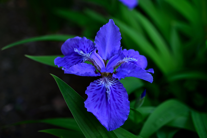 DSC_1050_01.jpg