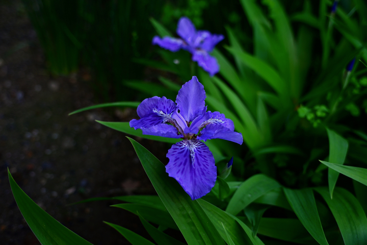 DSC_1051_01.jpg