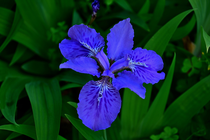 DSC_1085_01.jpg