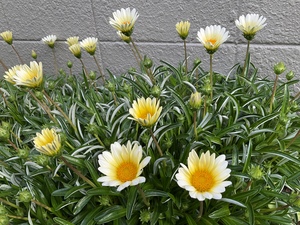 IMG_2495.jpeg