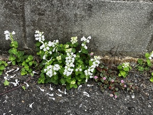 IMG_7474.jpeg