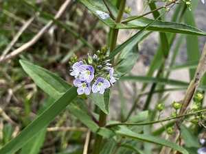 IMG_7459.jpeg