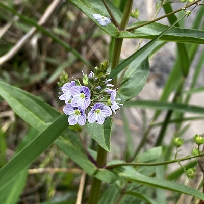IMG_7459.jpeg