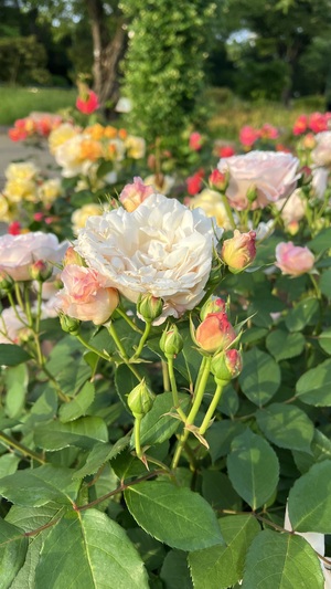 IMG_2794.jpeg