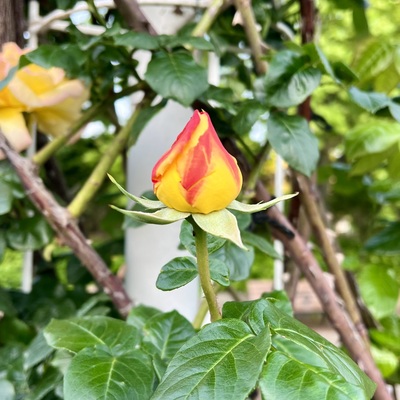 IMG_2837.jpeg