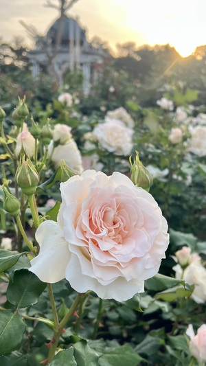 IMG_2728.jpeg