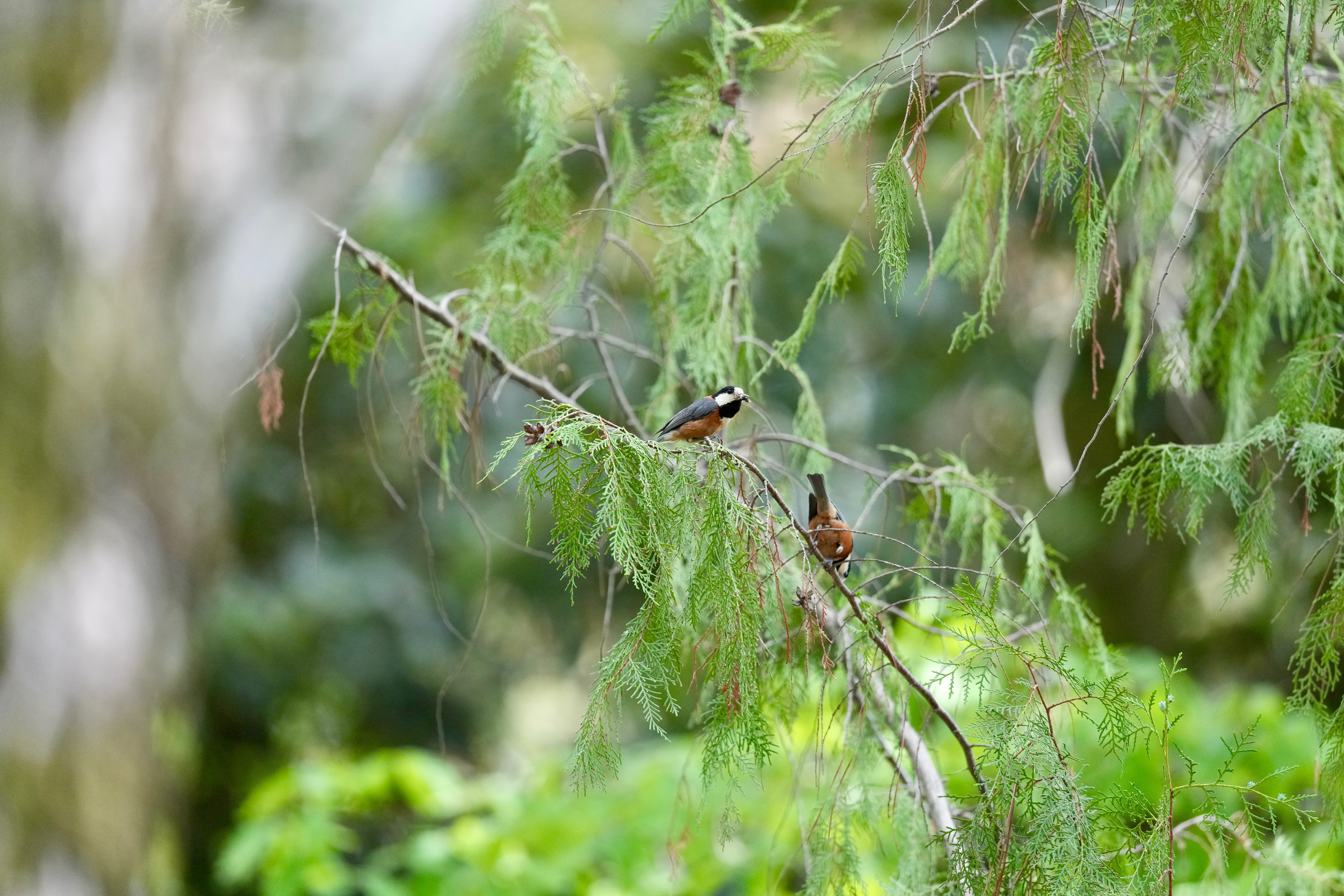 IMG_4296.jpeg