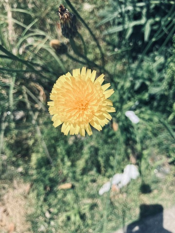 IMG_3381.jpeg