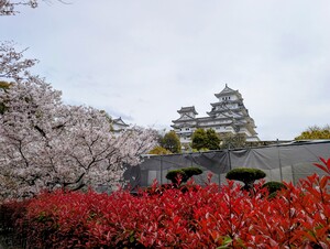 PXL_20260409_011607153.MP_2.jpg