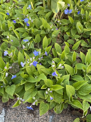 IMG_2166.jpeg