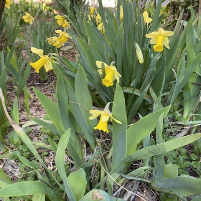 IMG_2165.jpeg