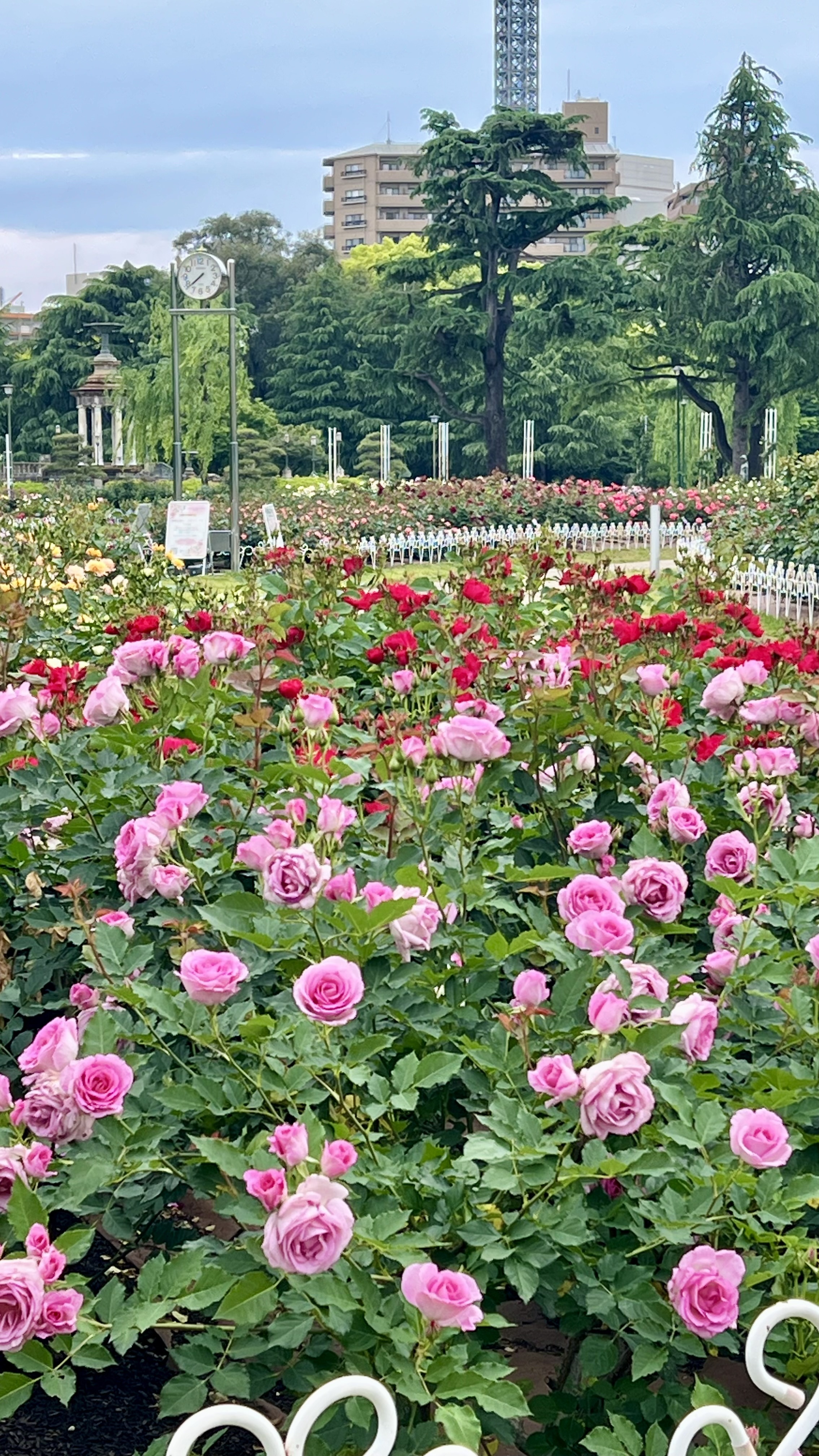 IMG_3156.jpeg