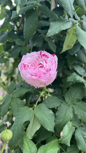 IMG_2995.jpeg