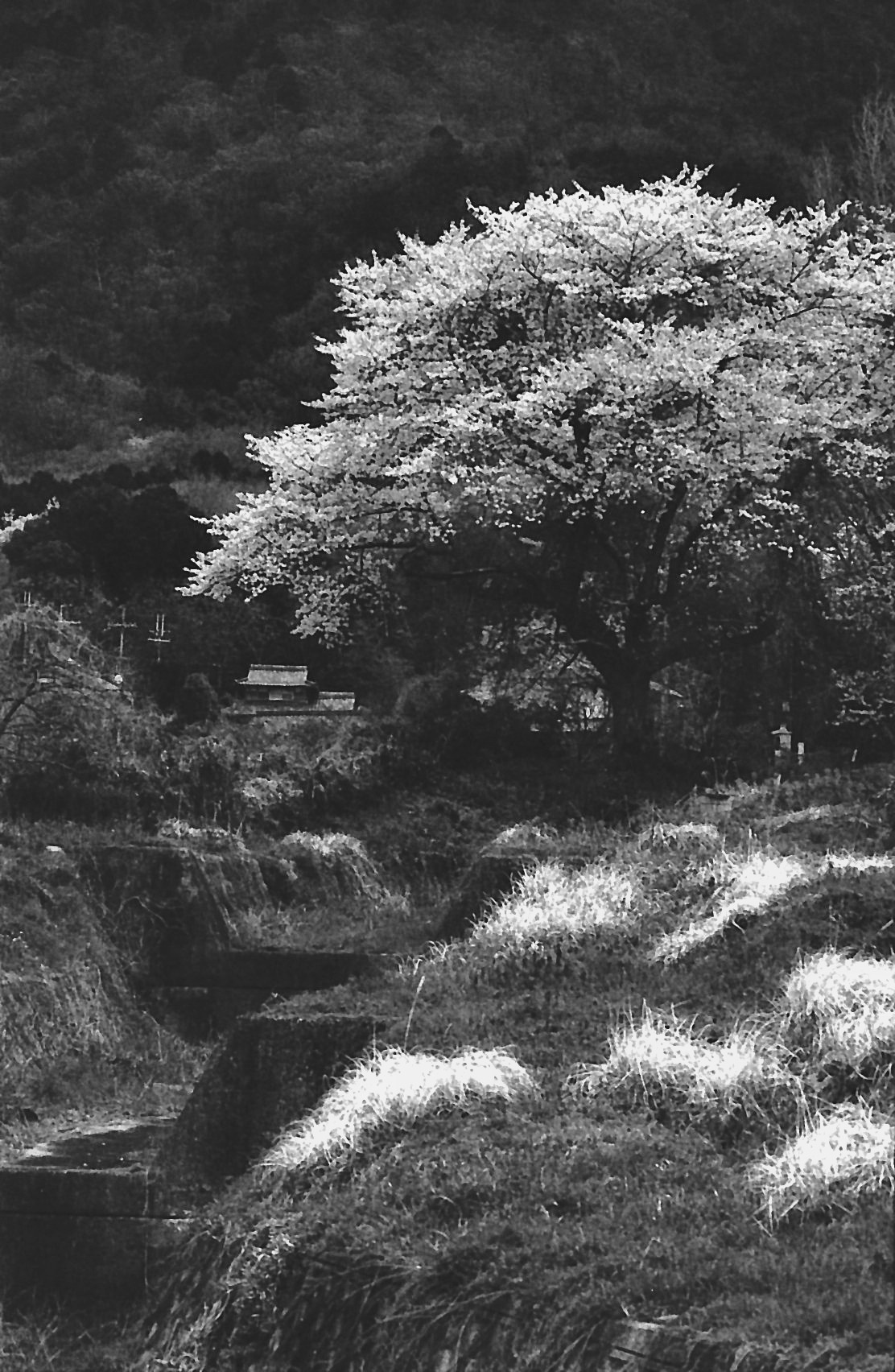 IMG_20260427_0004　OM-2_N__ILFORD_HP5_35-70mm_オレンジフイルター　ISO1500__NEW-1.png